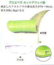 アロエベラ・カットアウェイ図